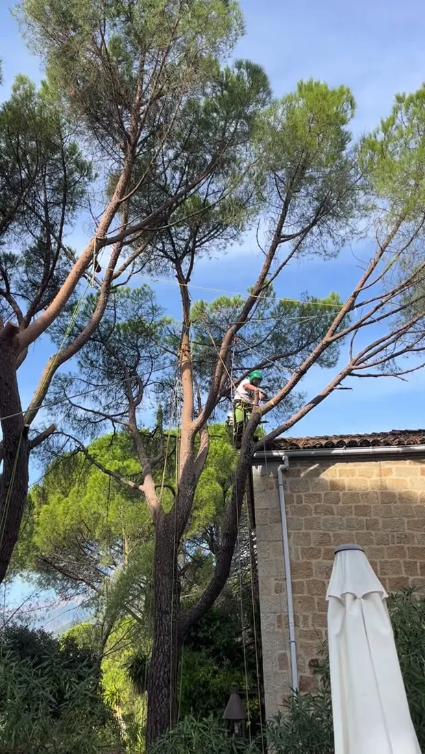 Trepador en lo alto de un pino durante un curso de tala