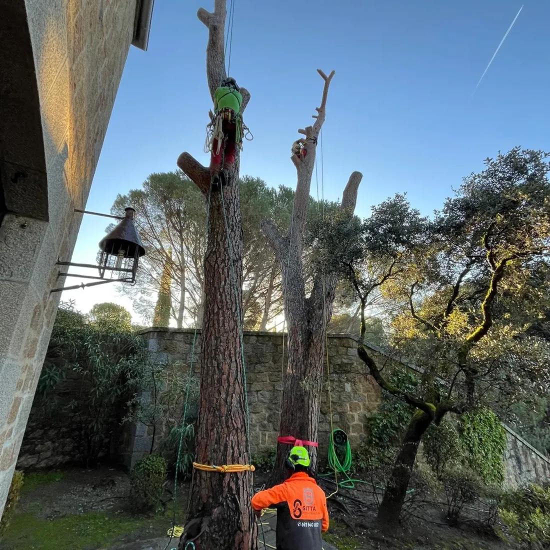 Trepador talando por tramos un pino junto a un edificio de piedra